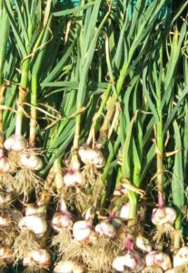 Gourmet Garlic Curing Image